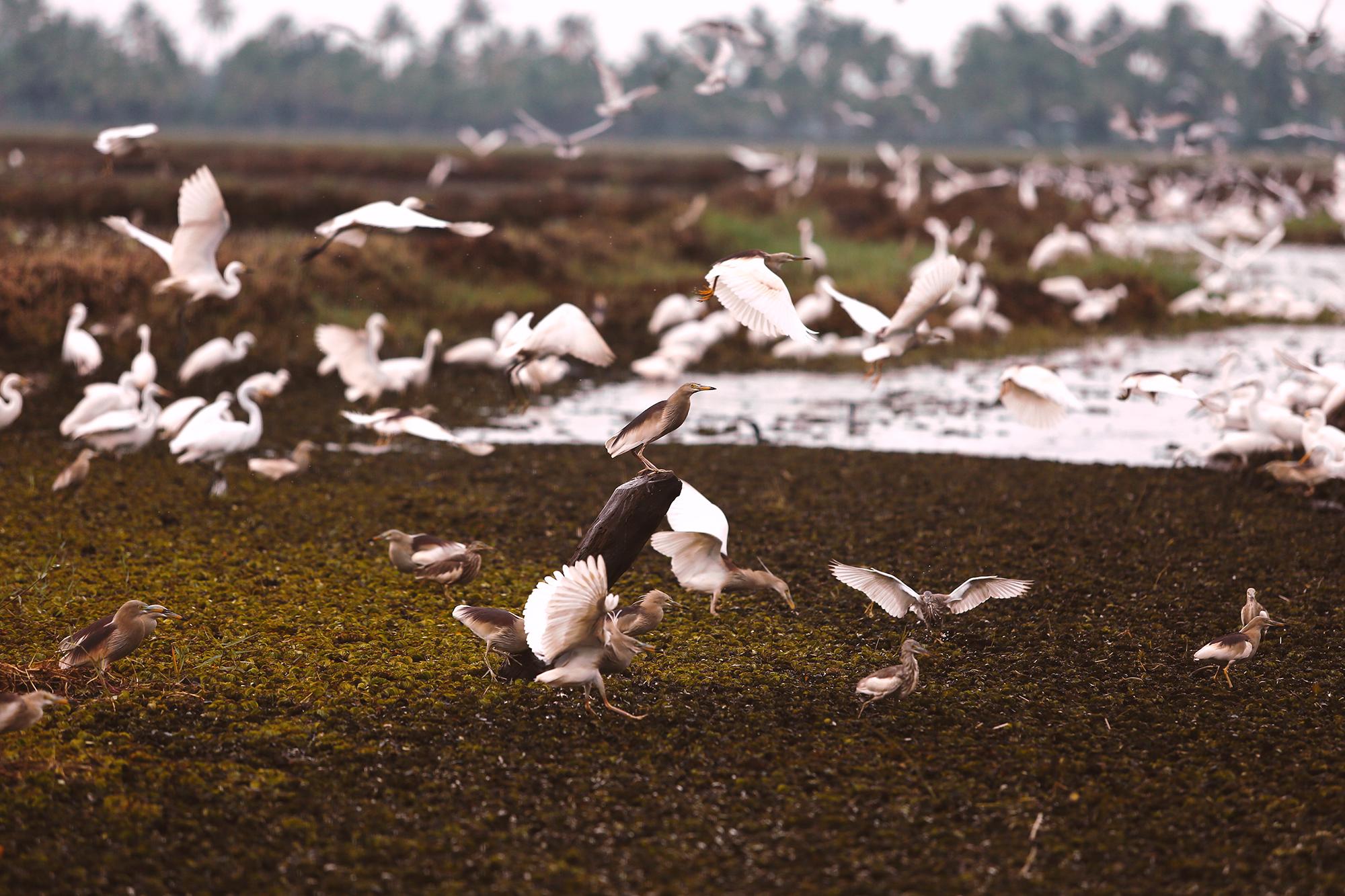 Готель Coconut Lagoon Kumarakom- A Cgh Earth Experience Екстер'єр фото